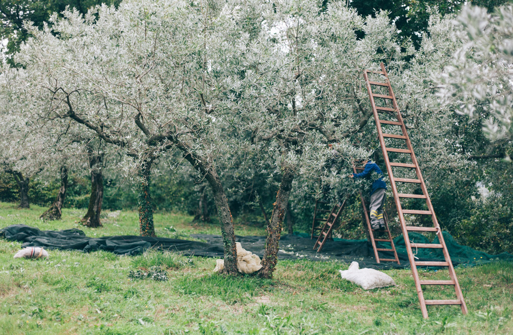 borgo-del-fattore-beb-camera-doppia-degustazione-olio-novello